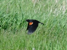 DSC01165.jpg