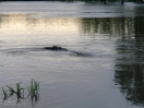 DSC01451.jpg