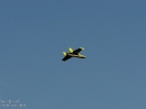 DSC01488.jpg