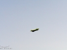 DSC01496.jpg