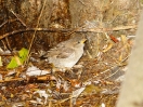 DSC01877.jpg
