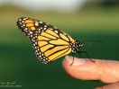 DSC02722.jpg