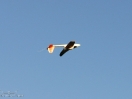 DSC02727.jpg